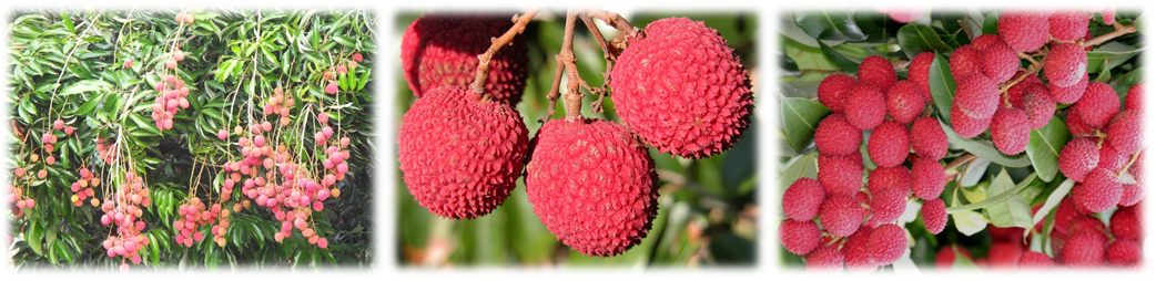 Litchi